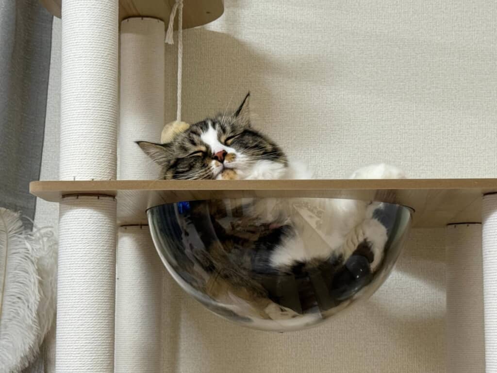 キャットタワーで気持ち良さそうに眠るもんじゃくん
