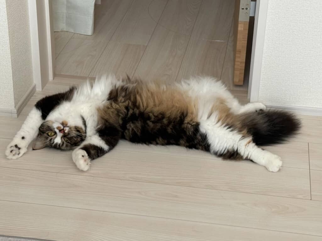 床に落ちているもんじゃくん