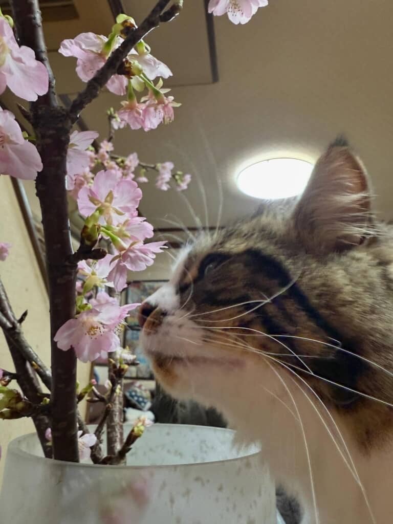 春を感じているもんじゃくん