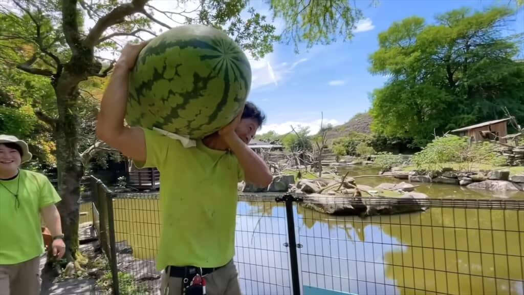 カピバラ用のジャンボスイカを運ぶ長崎バイオパークの飼育員さん
