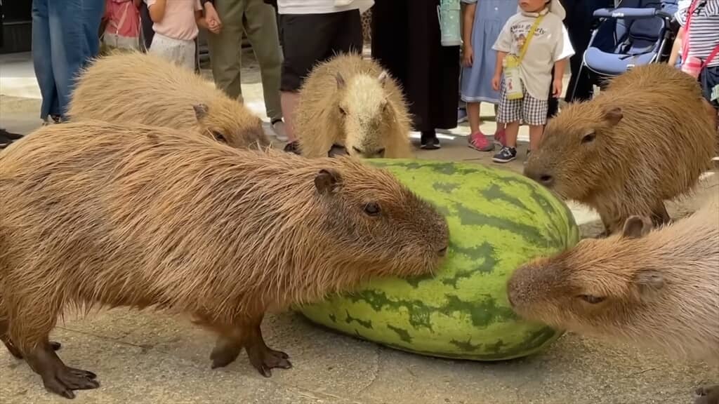 ジャンボスイカを食べる長崎バイオパークのカピバラたち