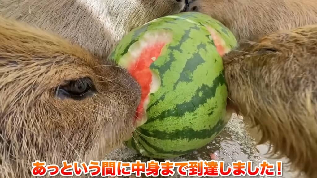 ジャンボスイカを食べる長崎バイオパークのカピバラたち