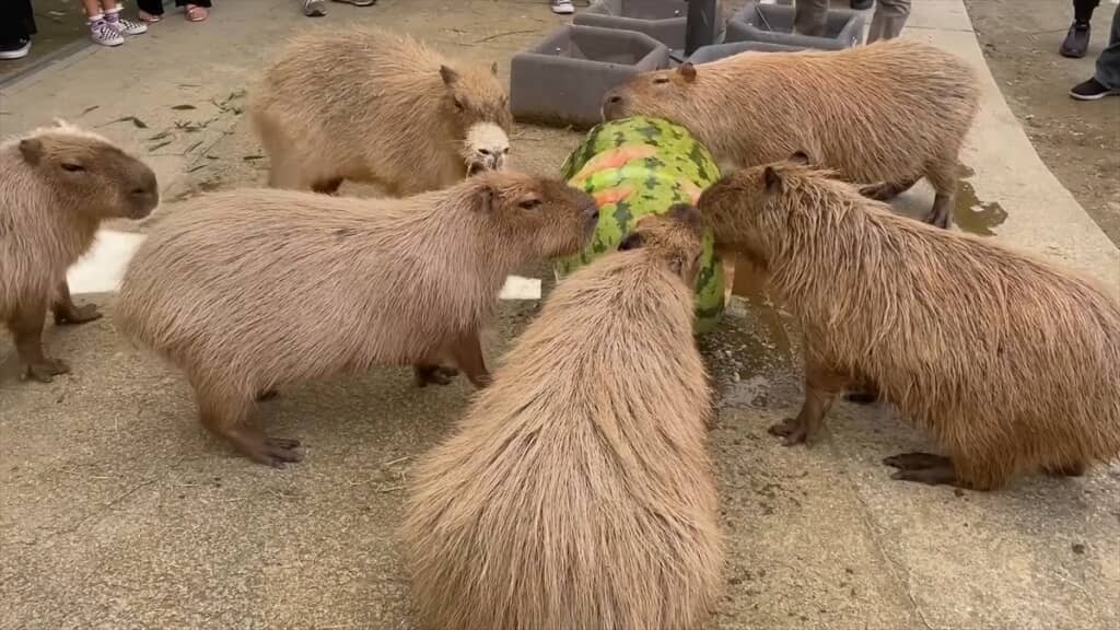 ジャンボスイカを食べる長崎バイオパークのカピバラたち