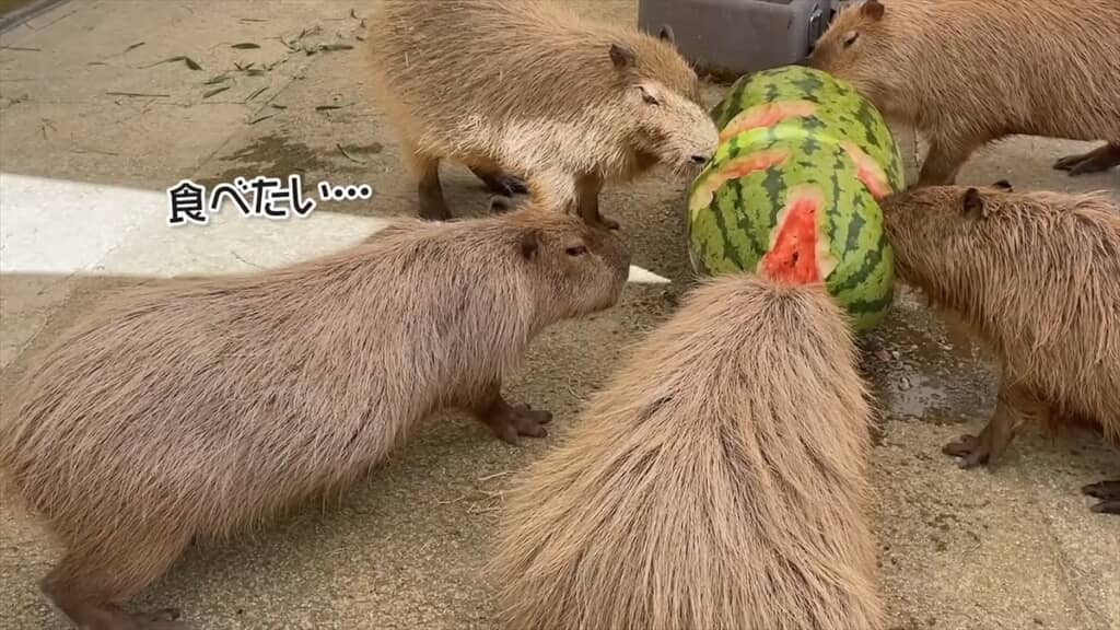 ジャンボスイカを食べる長崎バイオパークのカピバラたち