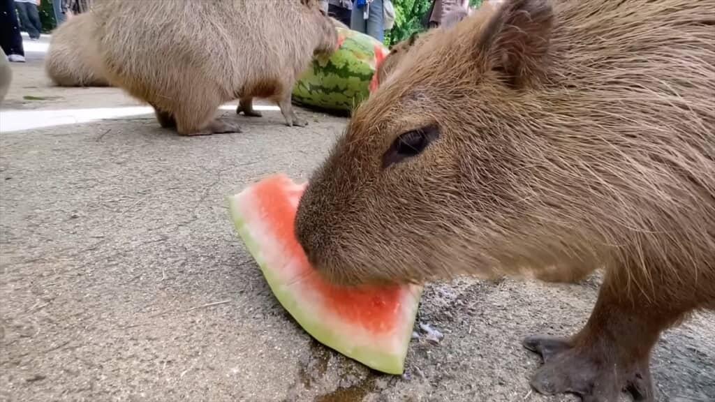 ジャンボスイカを食べる長崎バイオパークのカピバラたち