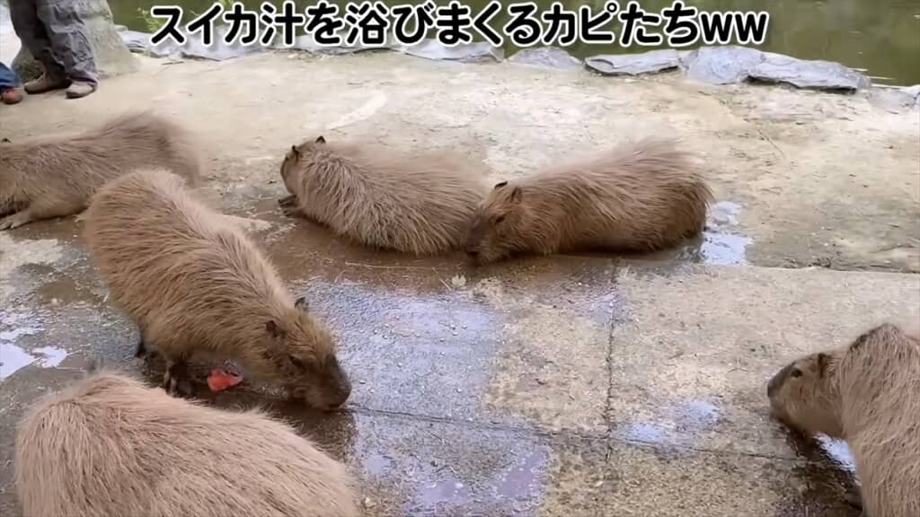 ジャンボスイカを食べる長崎バイオパークのカピバラたち