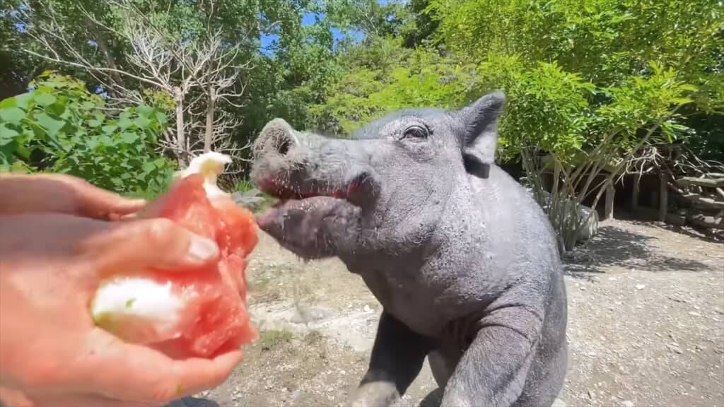 ジャンボスイカを食べる長崎バイオパークのミニブタ