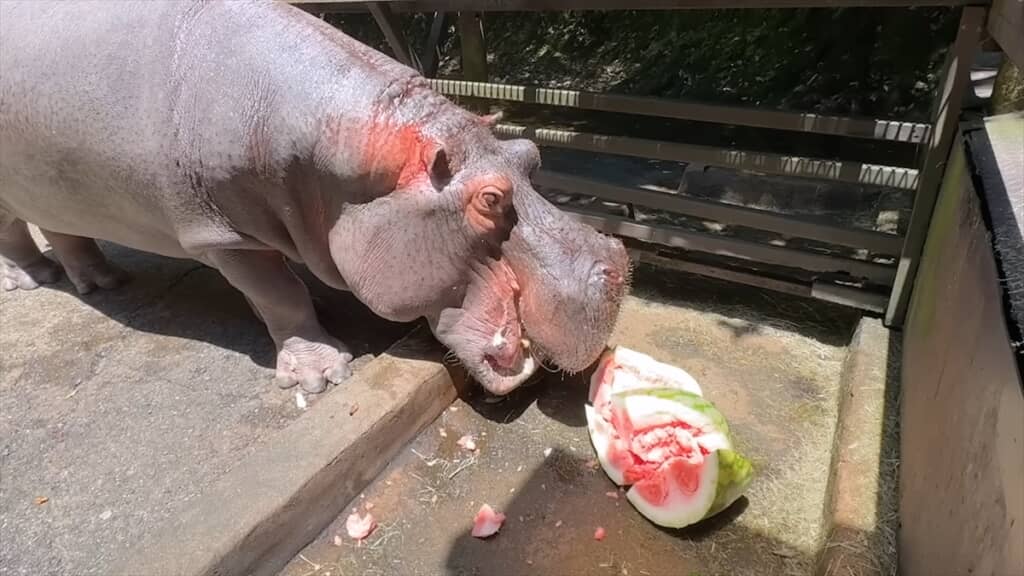 ジャンボスイカを食べる長崎バイオパークのカバ