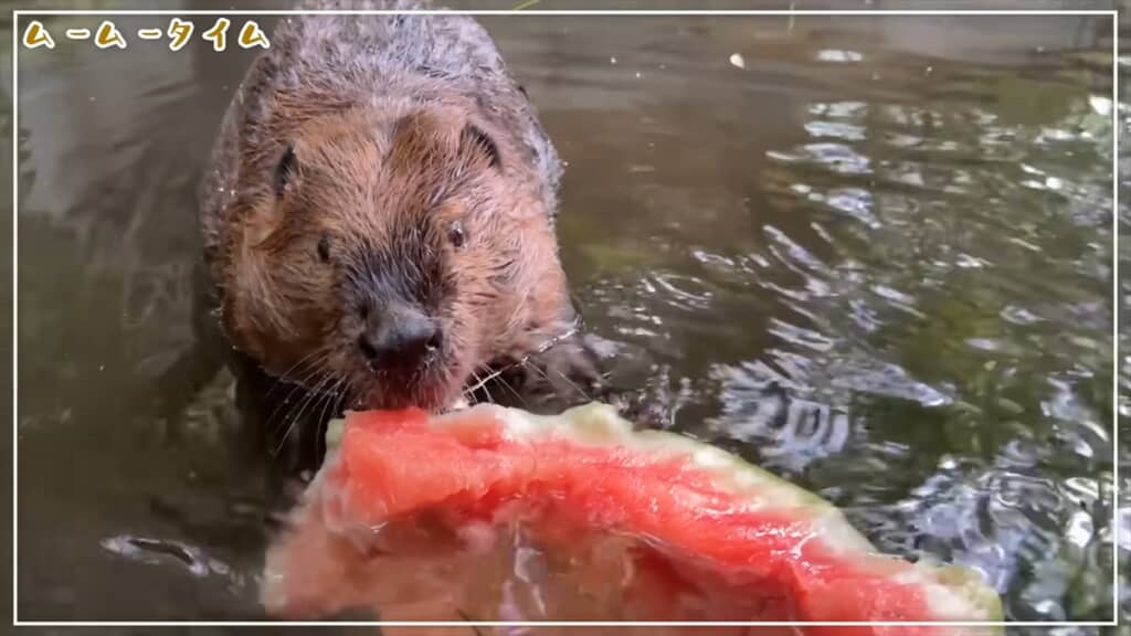 ジャンボスイカを食べる長崎バイオパークのビーバー