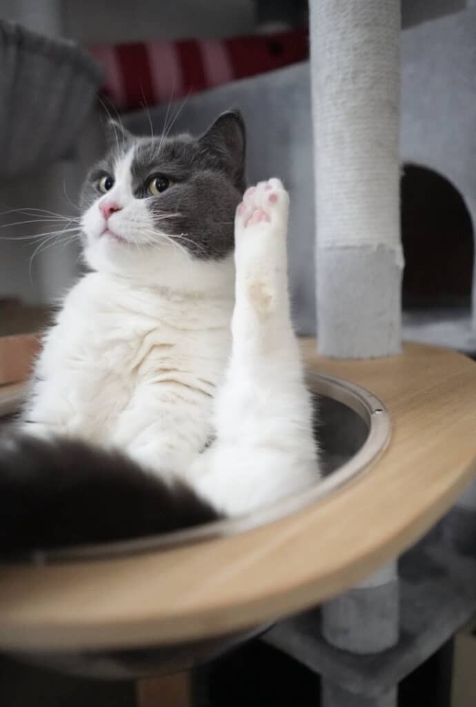 後ろ脚を上げてお返事