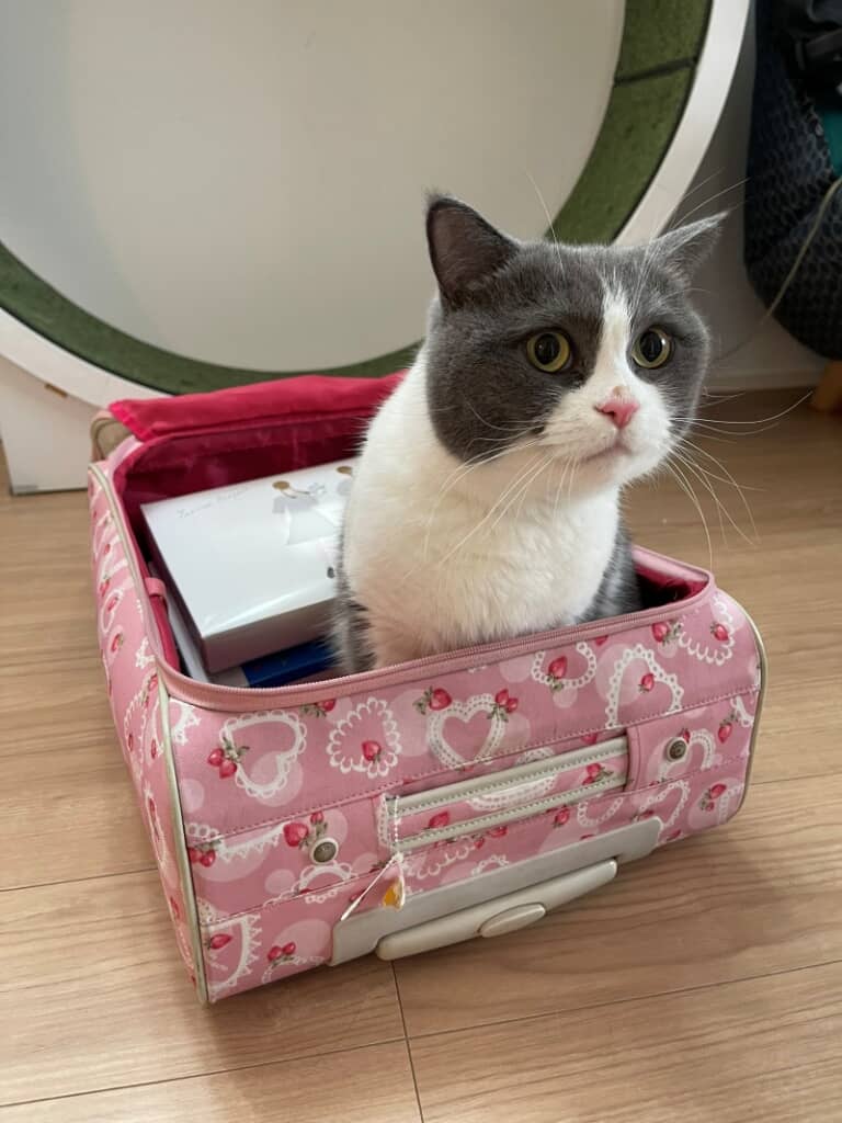 いつの間にかスーツケースに入っていたまるくん