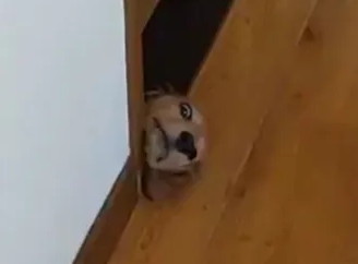 ワンコの顔だけが……！