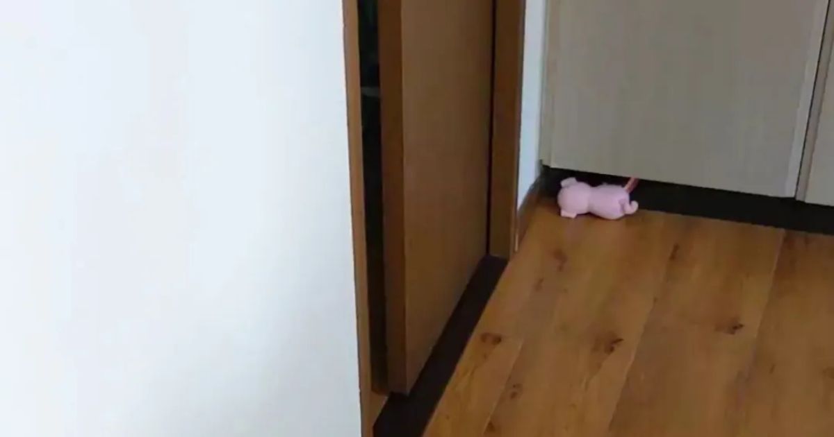 自宅の引き戸、ふと見てみると……「ホラーでしかない」→まさかの光景に「やばっ」「落ち武者の生首レベル」（1/3） | ライフスタイル ねとらぼ