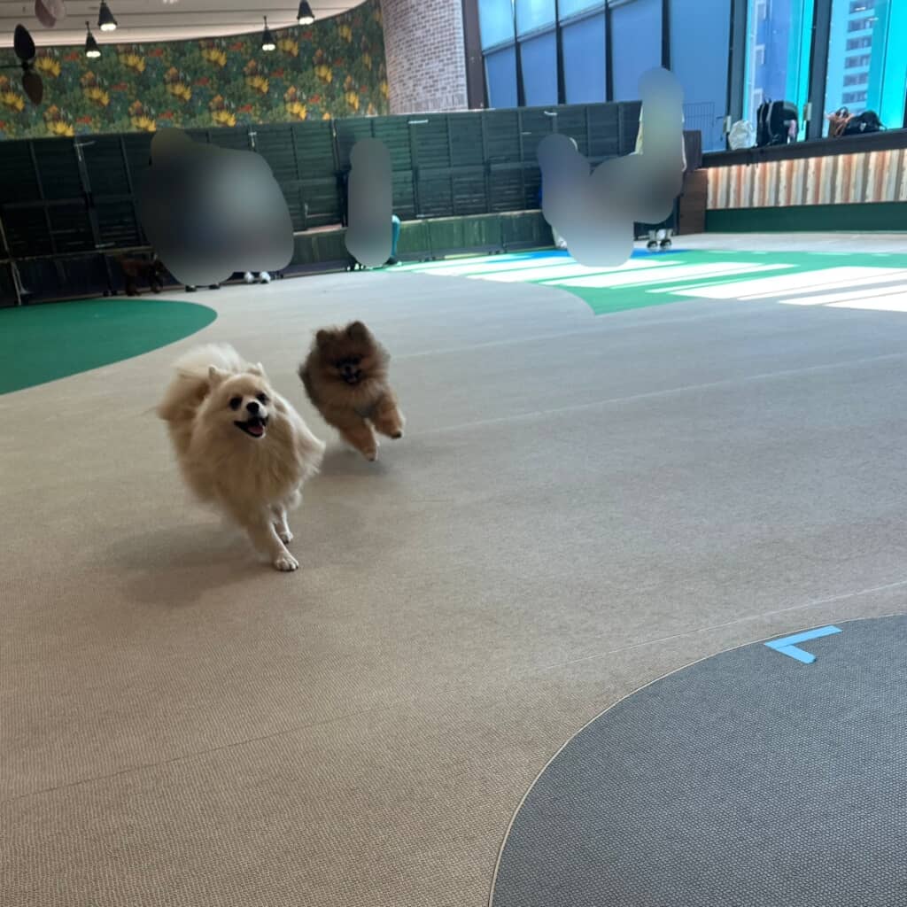 ポンくんの楽しそうな笑顔