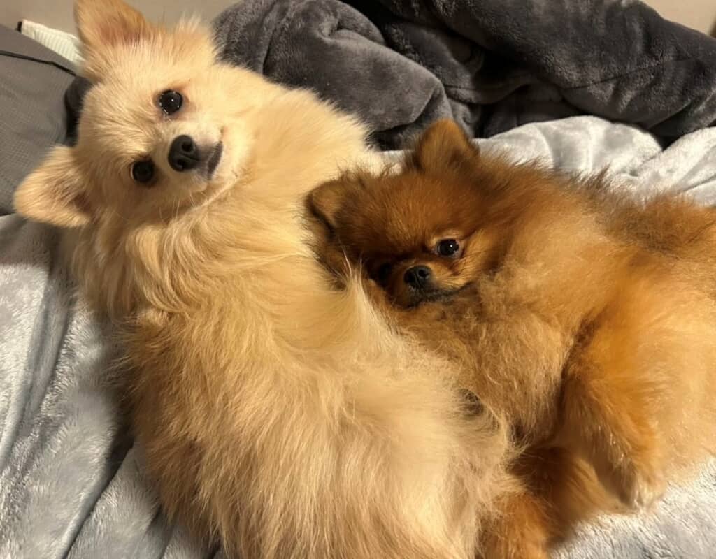 あまりにも仲良しな犬