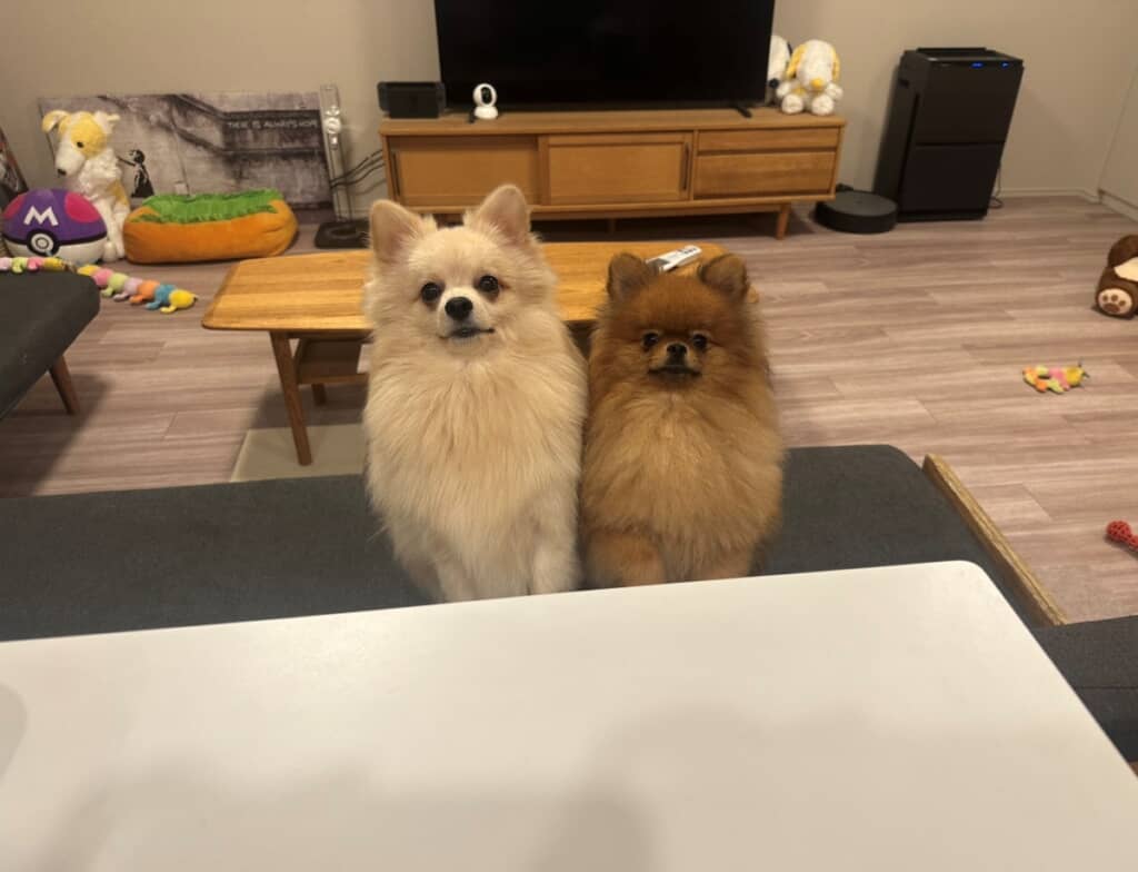 飼い主さんが夜食を食べようとするのを監視しています