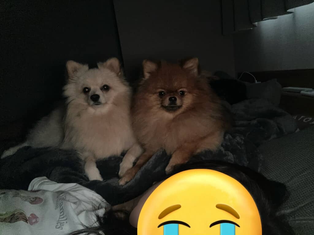 飼い主さんが起きるまでじっと見つめるふたり