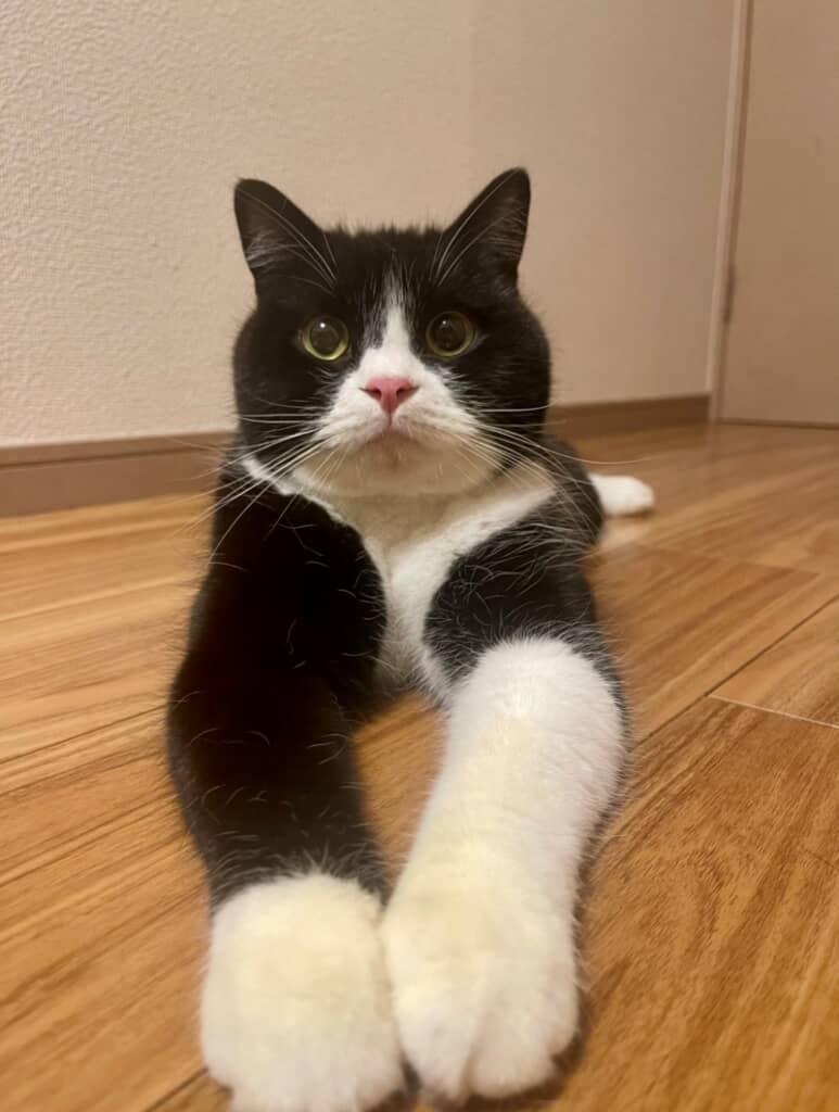 左前足だけハイソックス履いてる！