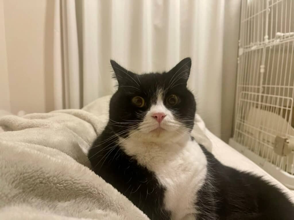 パパさんの足に腕を乗せて寛いでいます