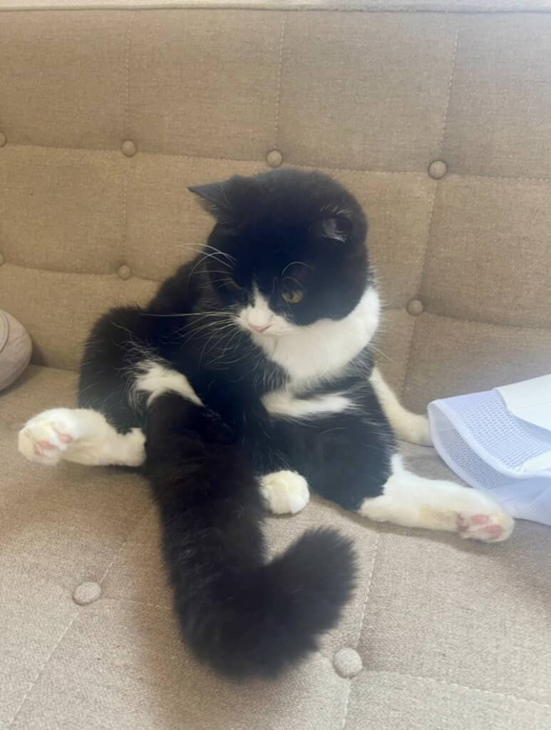 立派な尻尾を見つめています