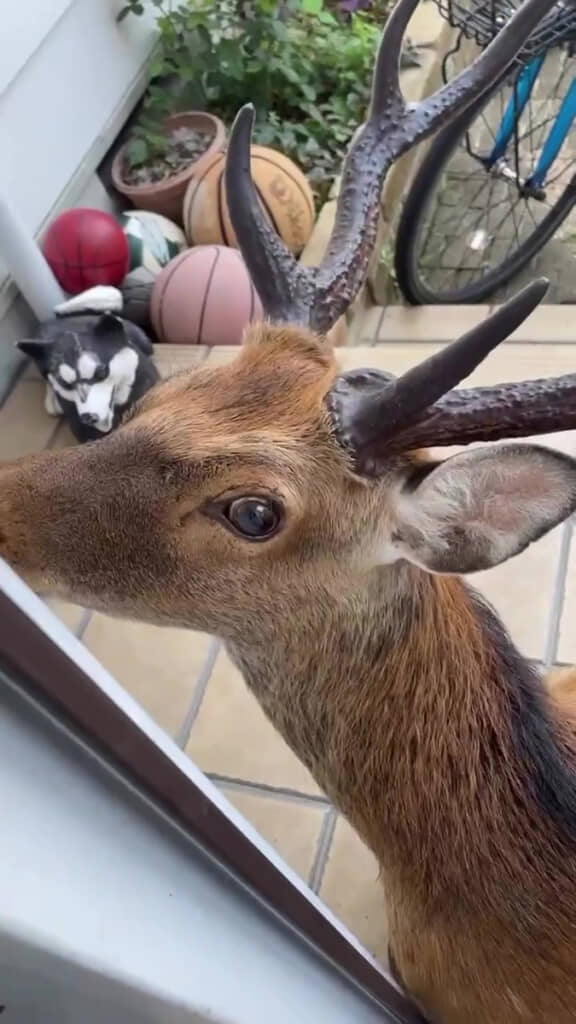 そ、そんな目で見つめてもダメなんだからね！