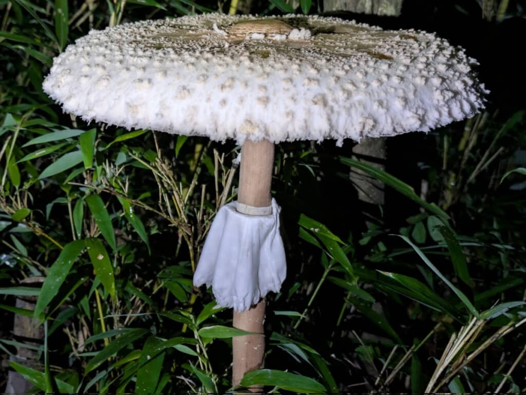 誰かがマントを巻いたみたいなキノコ