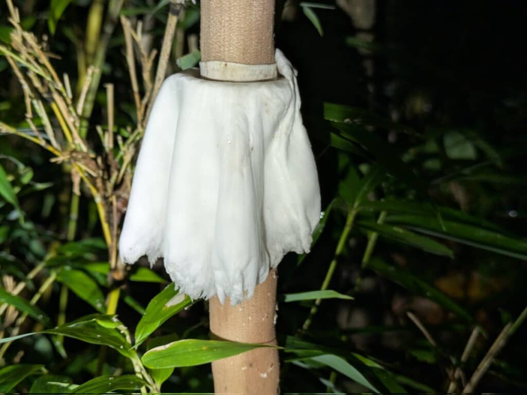 本当にマントみたいなツバ