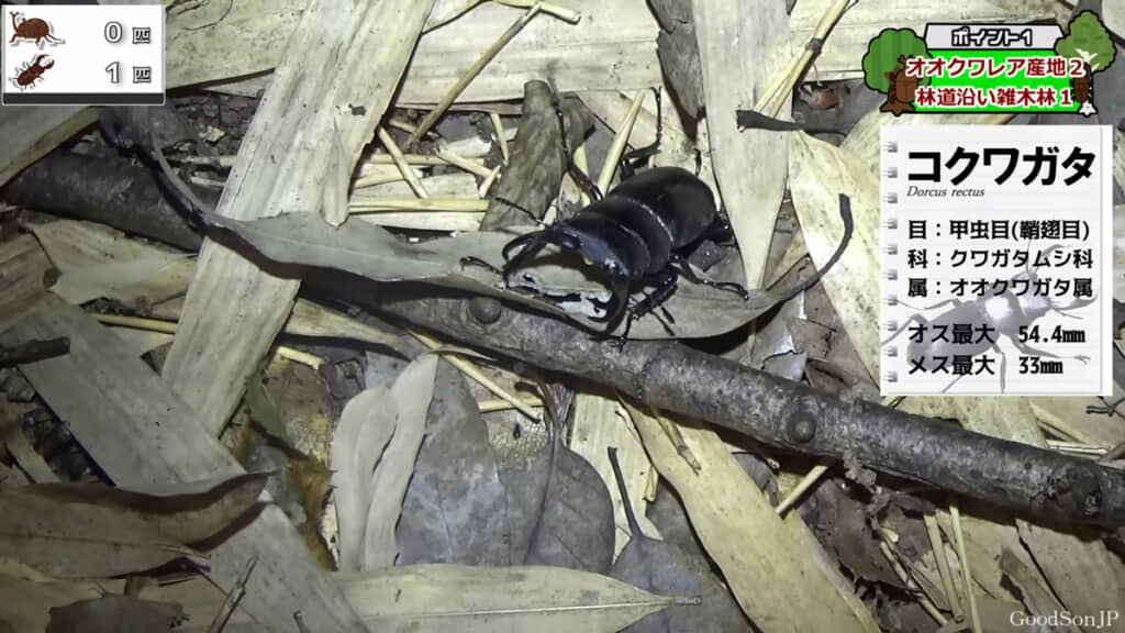 コクワガタを発見