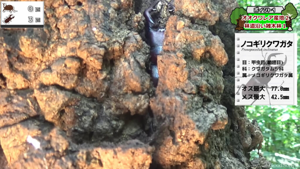 木のすき間にノコギリクワガタがいました