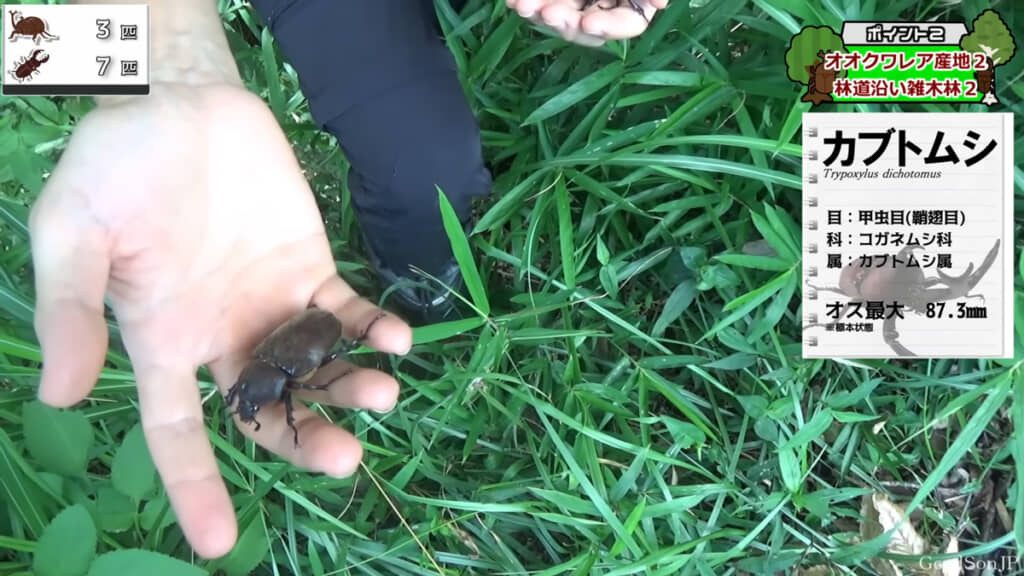 このポイントにはカブトムシが