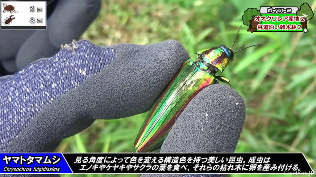 ヤマトタマムシ、美しいです