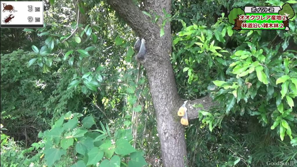 バナナトラップとパイナップルトラップを仕掛けました