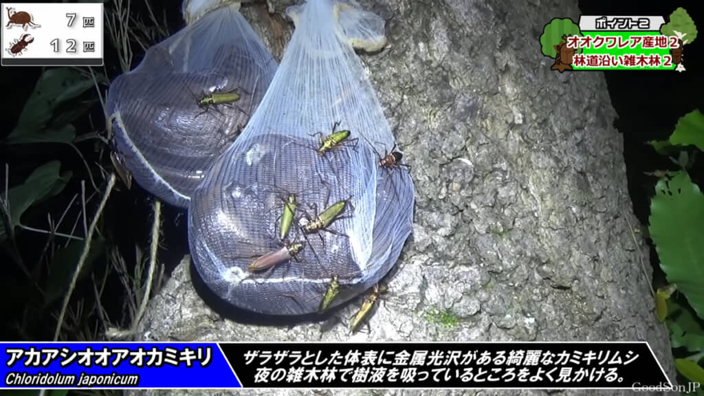 バナナトラップにも大量のカミキリムシが