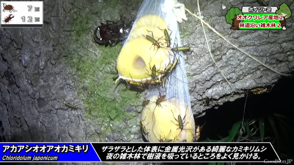 パイナップルトラップには驚くほど大量のカミキリムシがいました