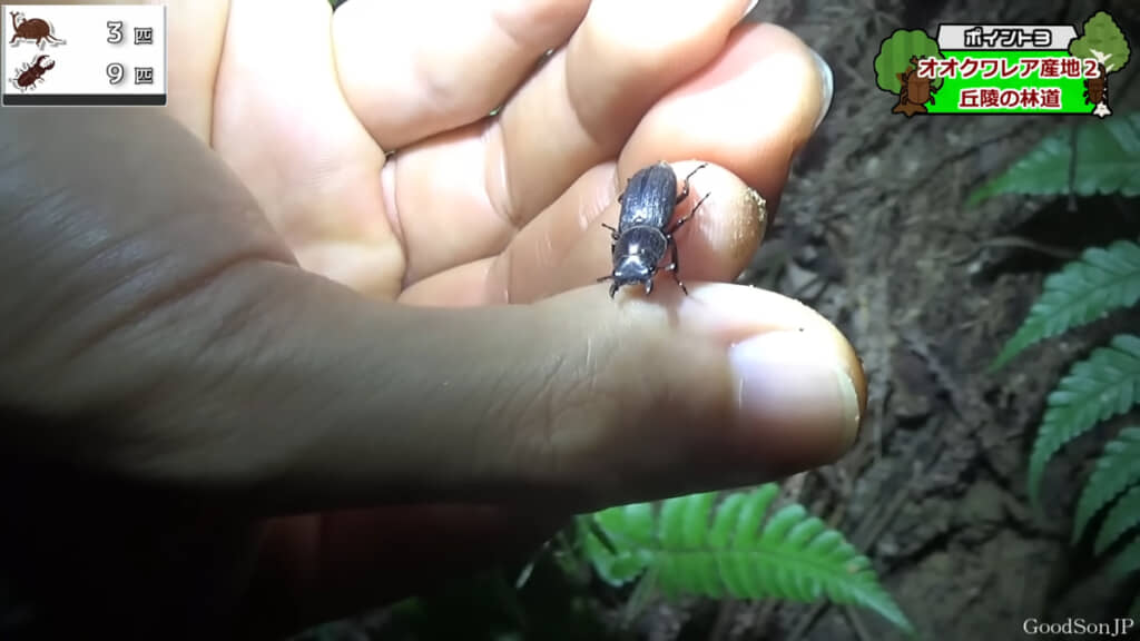 小さなスジクワガタがいました