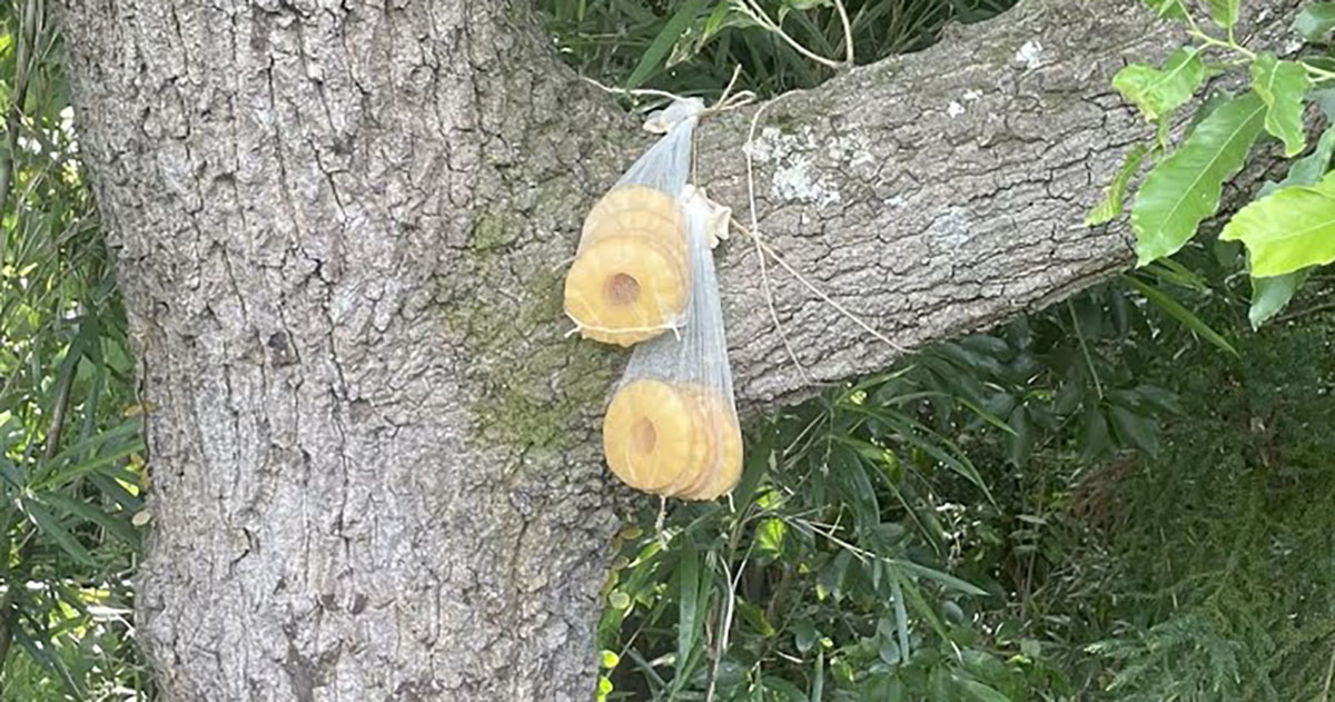 「オオクワガタ来るかな？」→木に果物をつるしたら……　夜、大集合した生き物に「初めて見た」「とにかくすごい！」（1/3） | その他生き物 ねとらぼ