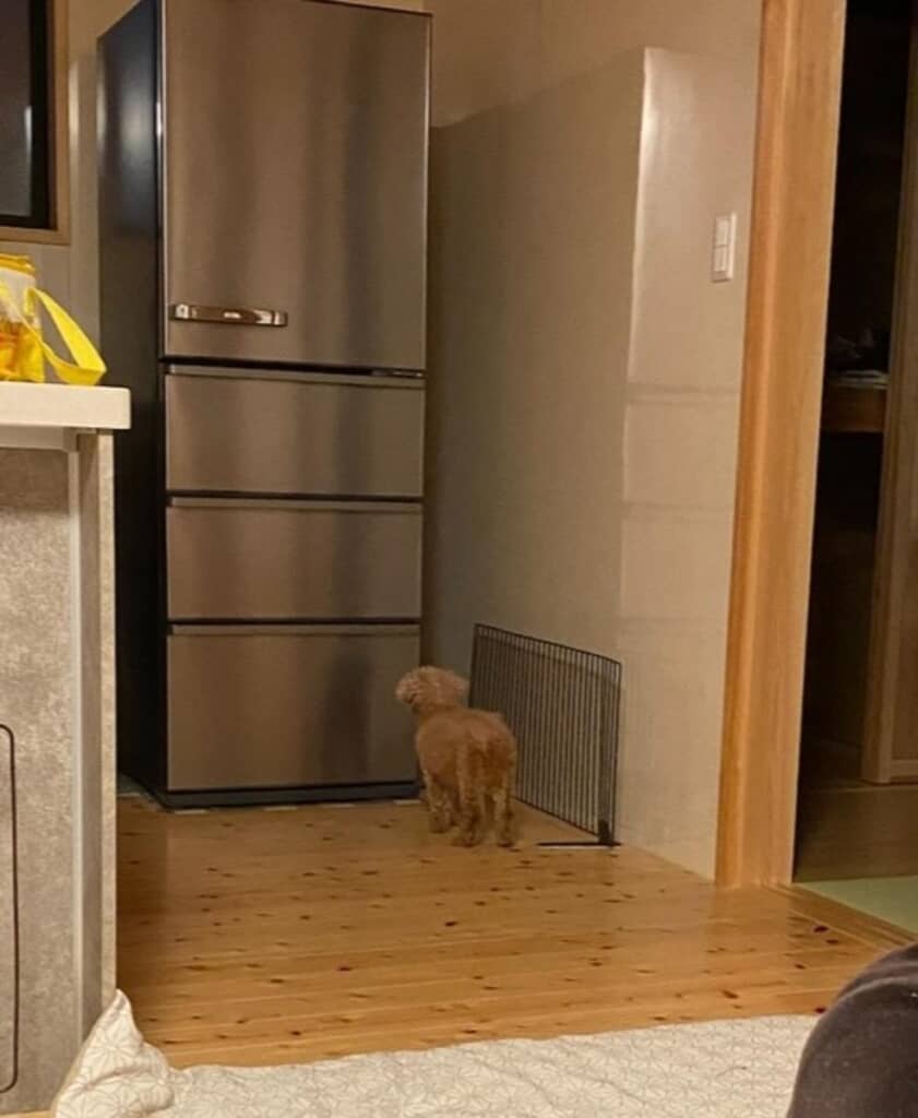 冷蔵庫を飼い主だと思っているクララちゃん