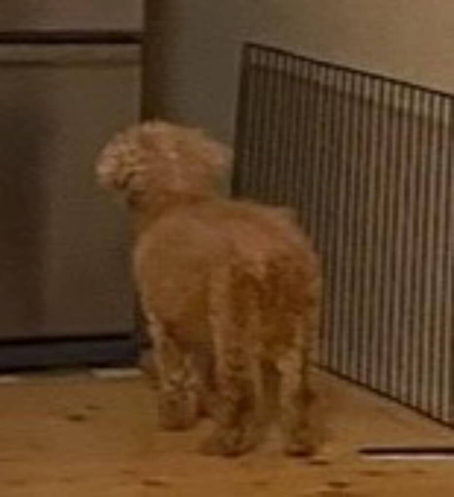 匂いなどを辿ってきたのかな？