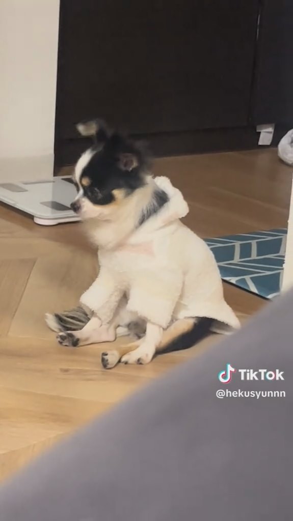 飼い主さんに呼ばれると……