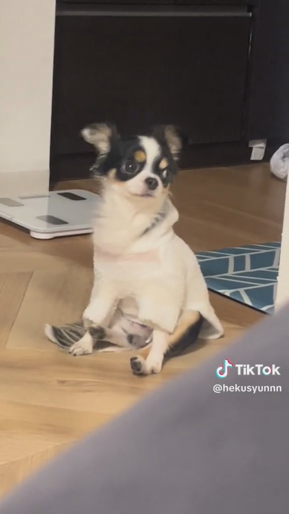 キラキラのおめめがかわいい