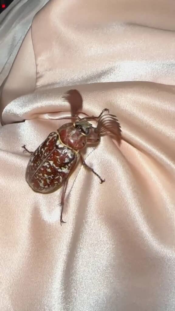 触角がアンテナ状に大きく広がっているヒゲコガネ