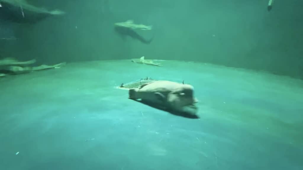 1匹だけ流されるがままのコブダイ（中央）