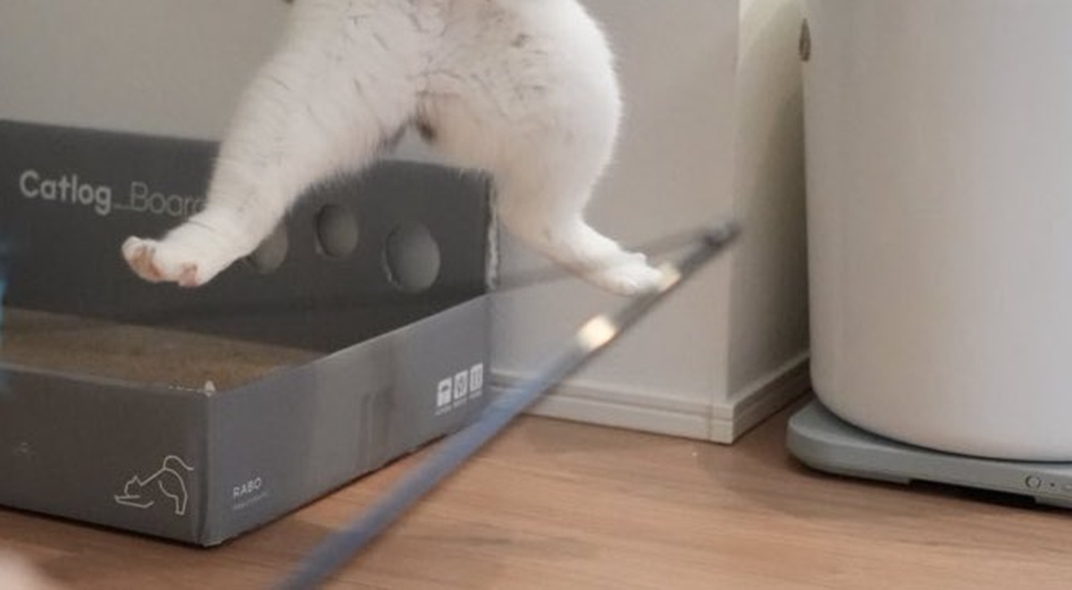 夫から送られてきた愛猫ショットを見るとまさかの……「あまりにも猗窩座」　『鬼滅の刃』にしか見えない姿に「最高」（1/3） | 猫 ねとらぼ