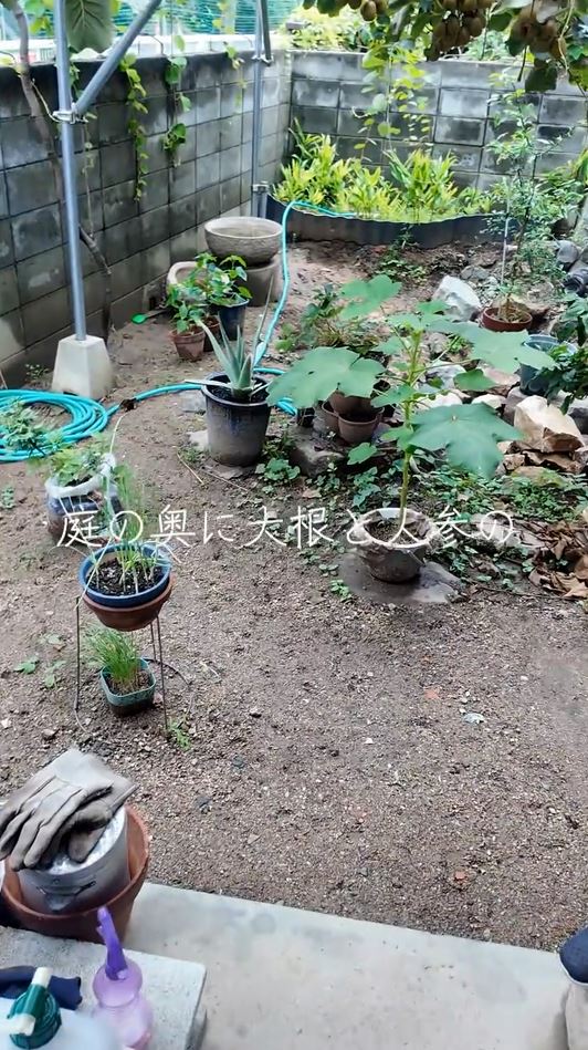 植物をたくさん育てている自宅の庭の様子