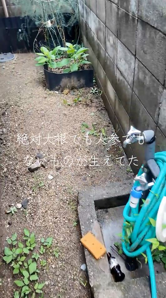 生えてきたのは……