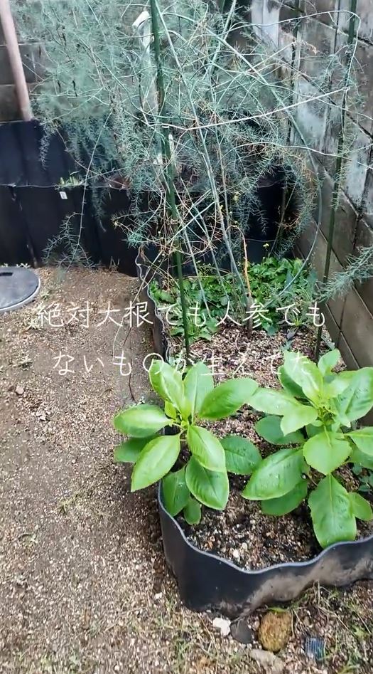 全然別の植物！