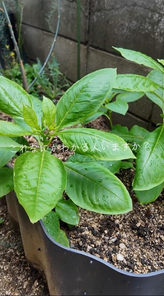 これはいったい何なの……？