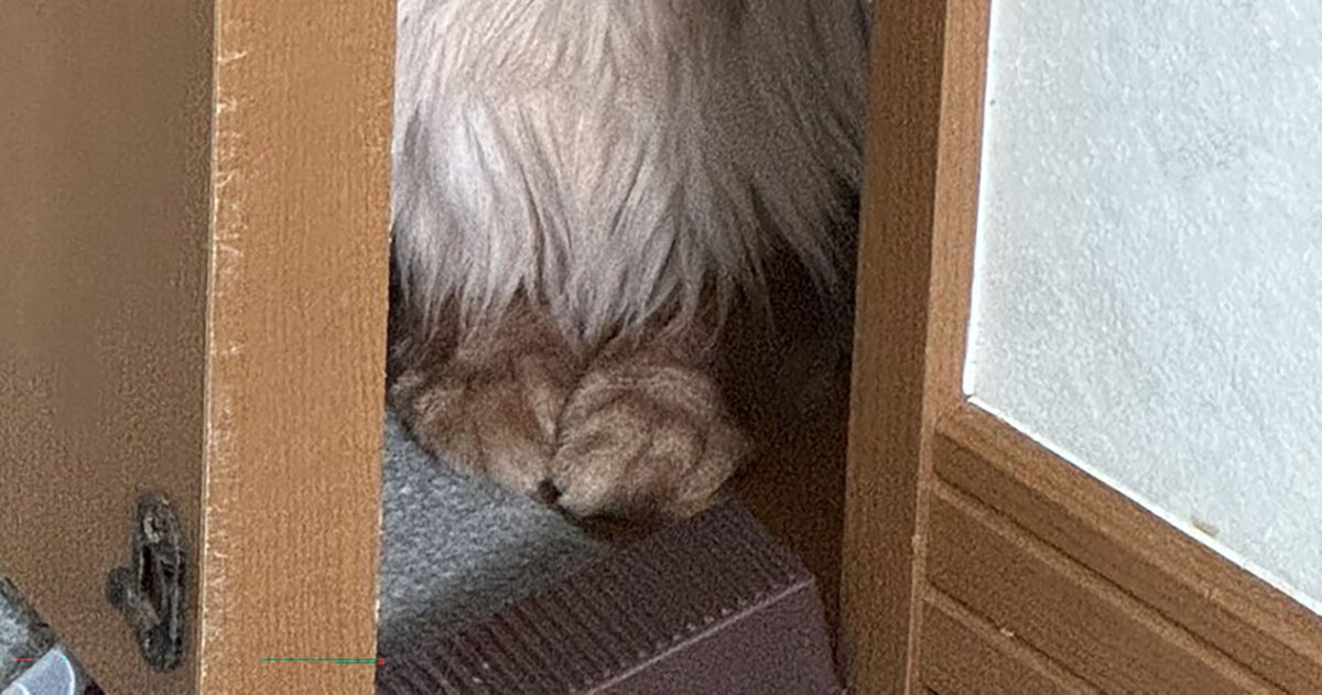 スイッチ2を手に入れて大喜びの飼い主→ふと視線を感じて……　まさかの表情が1400万表示「ゾクゾクしますわ」「さすが」（1/3） | 猫 ねとらぼ