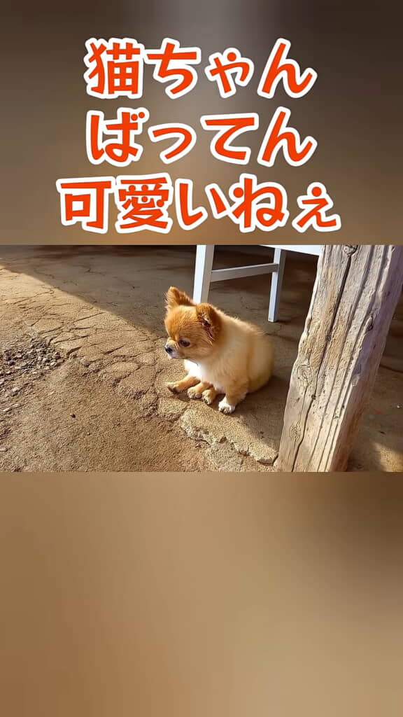 おばあちゃん「猫ちゃんばってん可愛いねぇ」