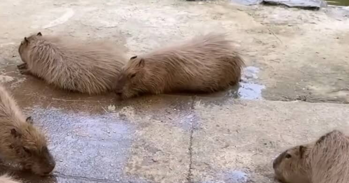 【長崎バイオパーク】70キロ超の“夏の大物”が到着→ふるまった瞬間……　癒やししかない光景に「たまりませんなぁ」（1/3） | 動物 ねとらぼ